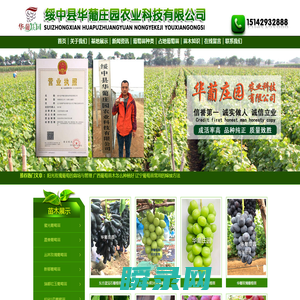 正规葡萄苗企业